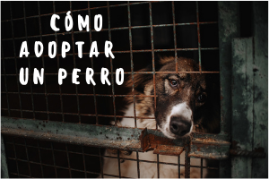 Adopcion