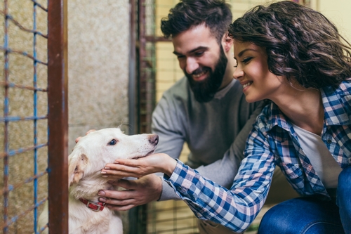 Perros en adopción